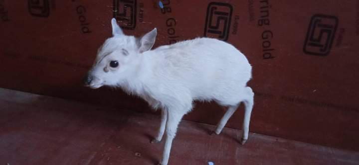 बेथाञ्चोक–२ मा सेतो मृग पाइयो