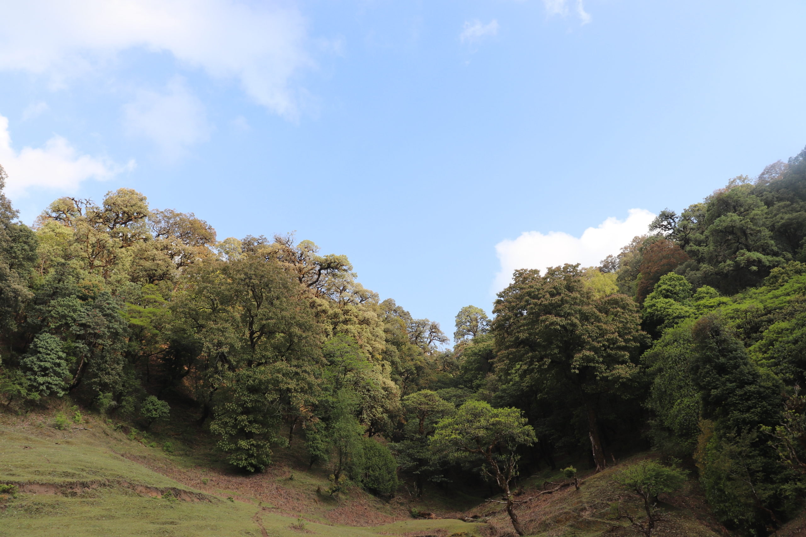 नीलाम्बरी (सिलामे फूल) का कारण विशिष्ट बनेको काभ्रेको रोशी