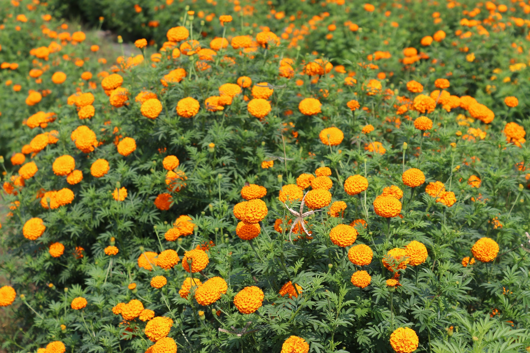 सयपत्री सप्रियपछि किसान मक्ख