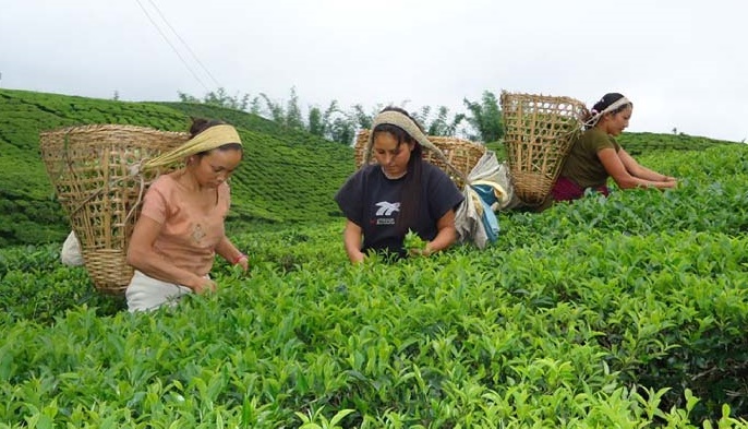 चियाको मूल्यमा गत वर्षको तुलनामा आधा कमी