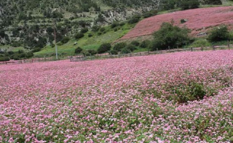 हराउँदै कोदो र फापर खेती