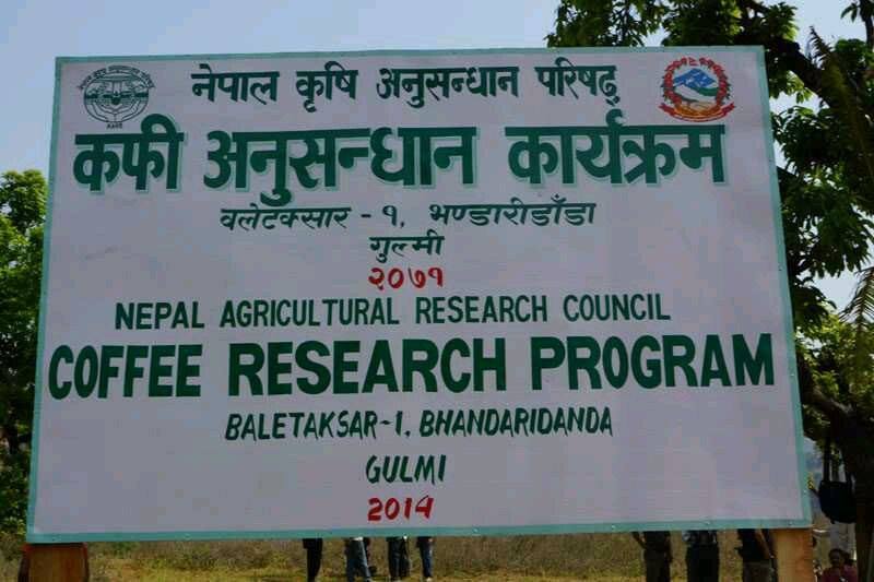 गुल्मीको कफी अनुसन्धान कार्यक्रम : करोडौं लगानी उपलब्धि शून्य
