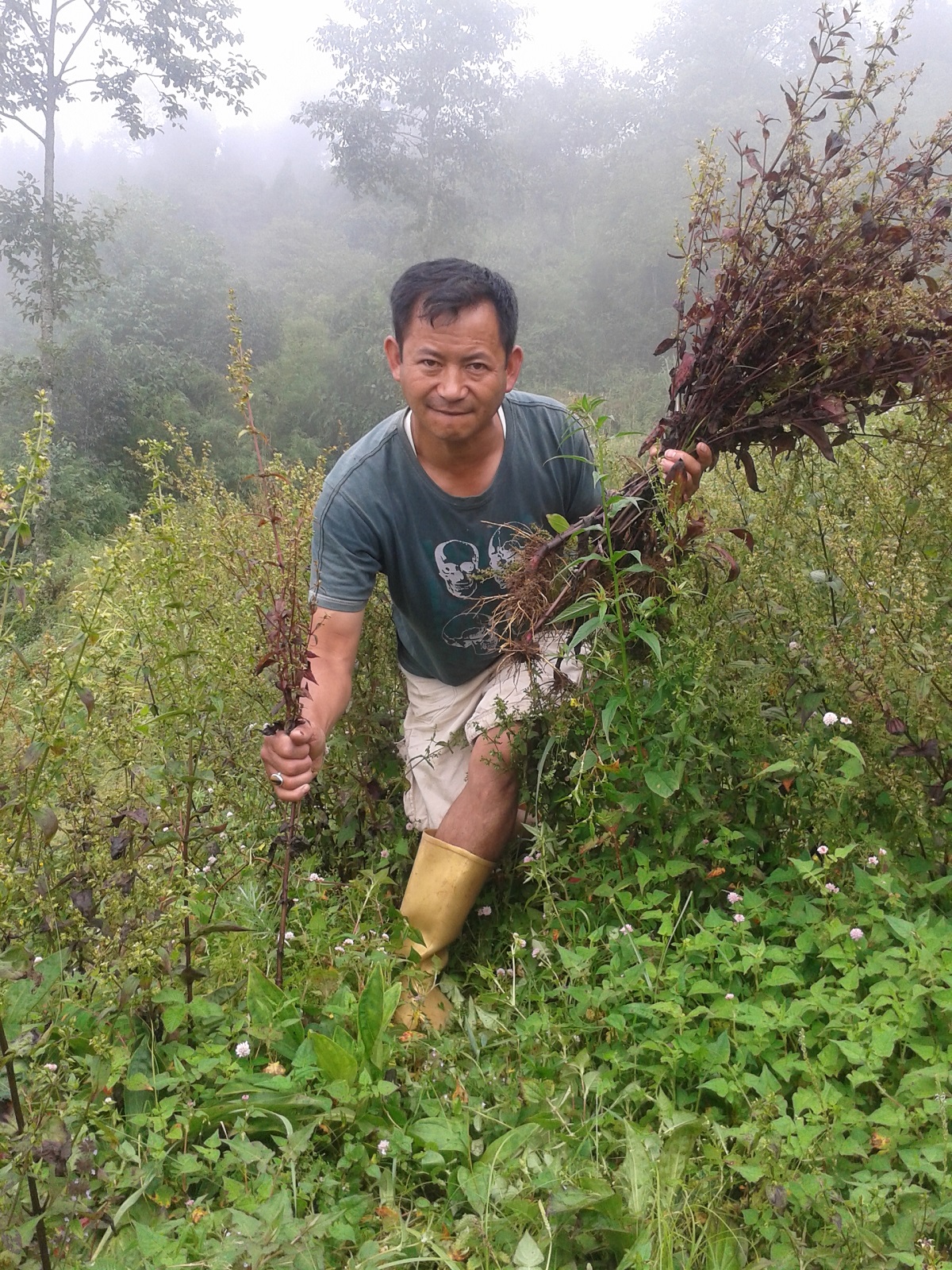 किसानले खेती नै छाडिसके, अनि बढ्यो चिराइतोको मूल्य