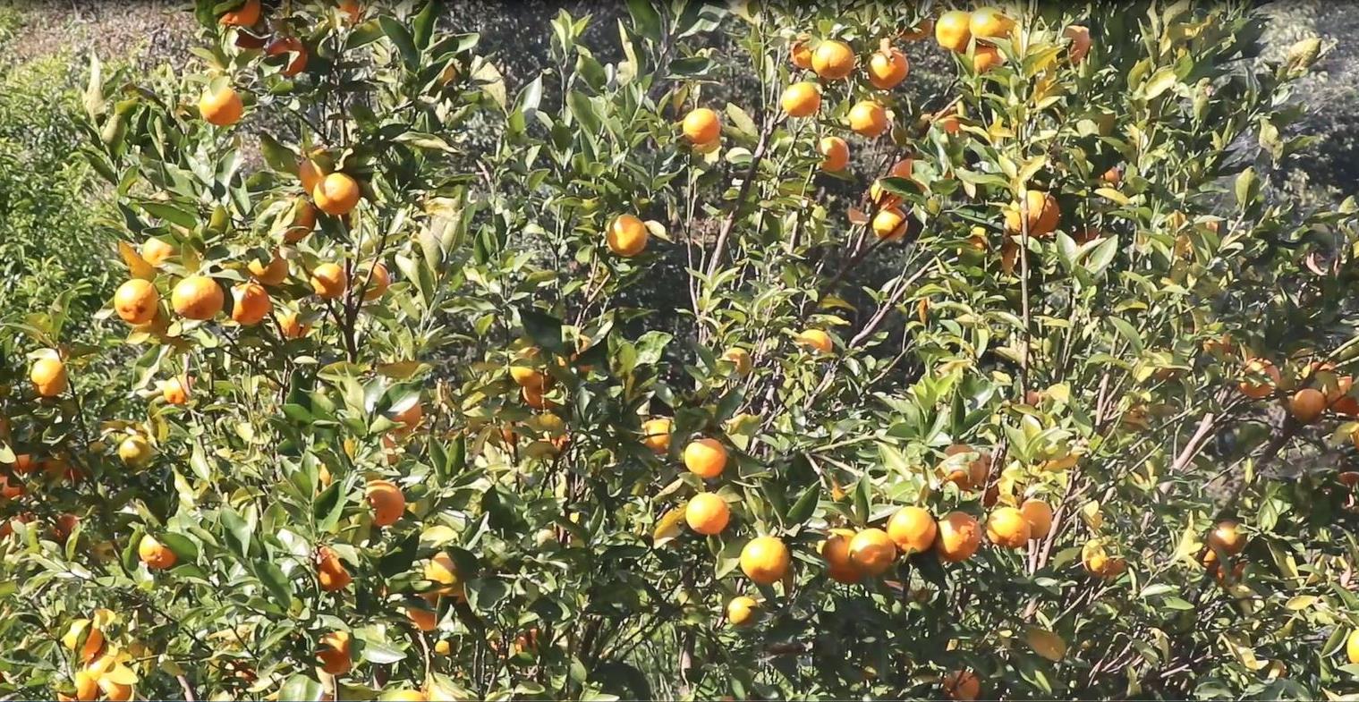 तेह्रथुममा यस वर्ष सुन्तला उत्पादन बढ्ने 