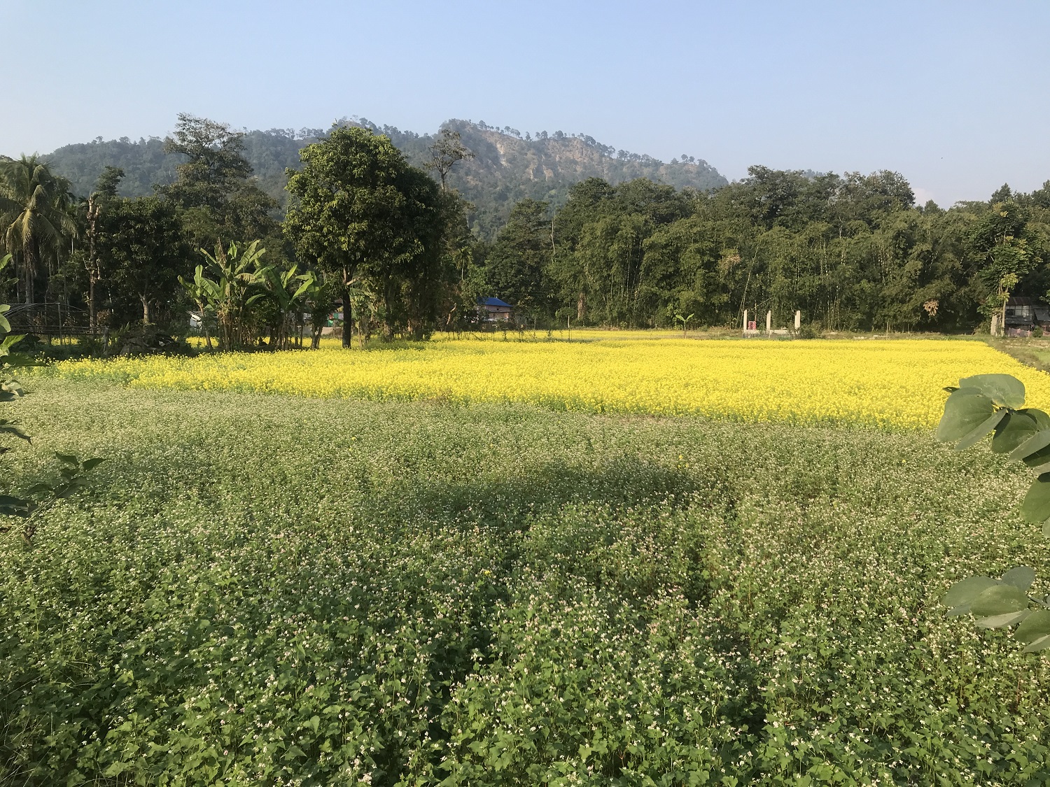 झापामा तोरी खेतीमा अकर्षण बढ्दो