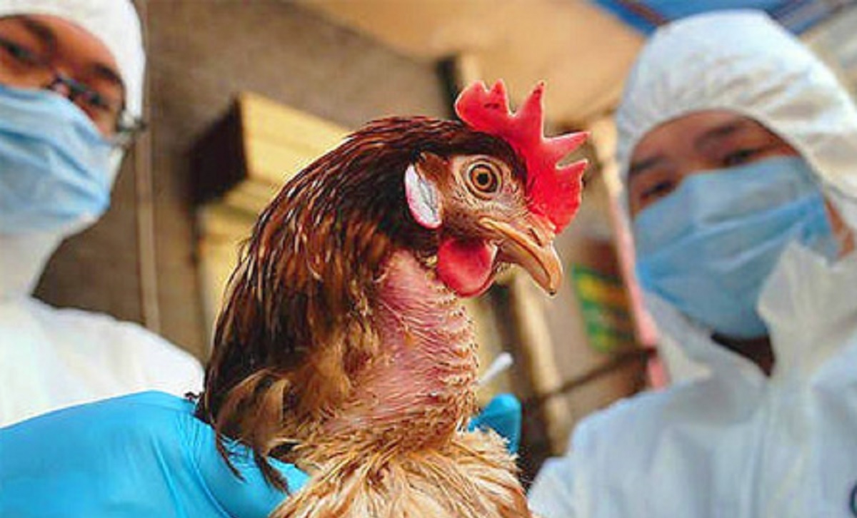 गोकर्णेश्वरमा बर्ड फ्लू संक्रमण पुष्टि