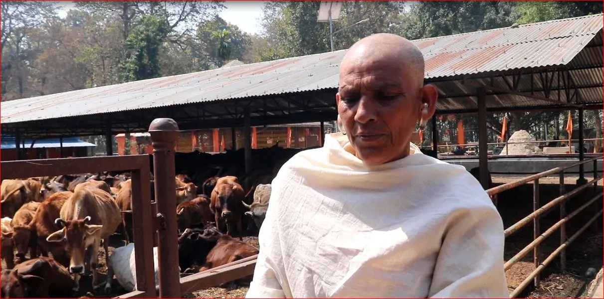 गाईको शोकमा किरिया …