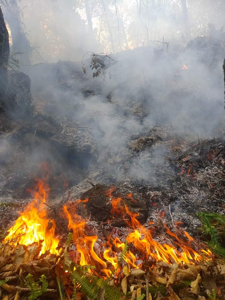 बाहुनडाडाँको चिसापानी सामुदायिक वनमा भीषण डढेलाे