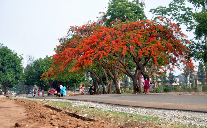 गुलमोहरले सजिएका वीरेन्द्रनगरका सडक