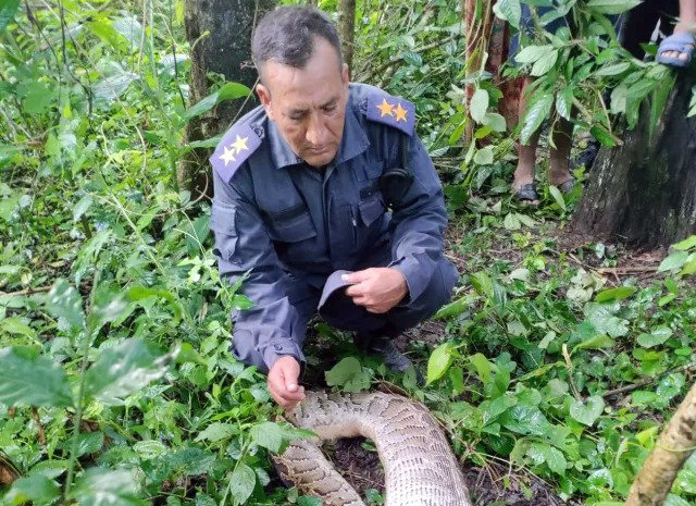 अजिङ्गर जिउदै बाख्रा खायो