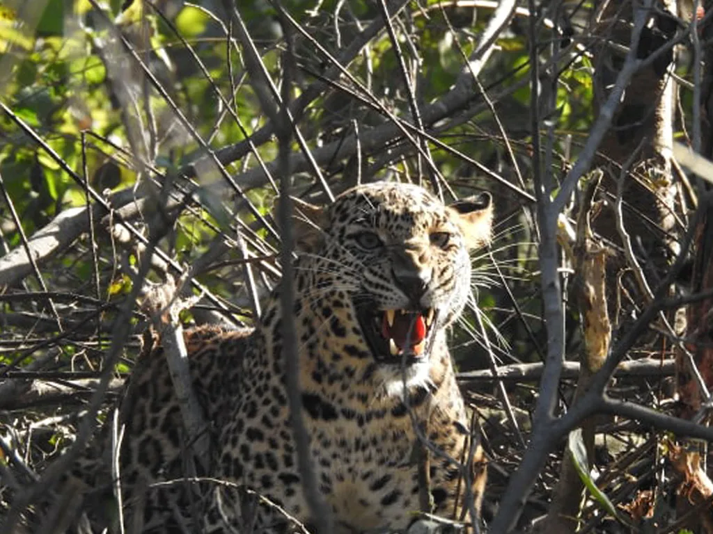 साहसी आमा : जसले चितुवाको मुखबाट छोरा खोसेर ल्याइन्