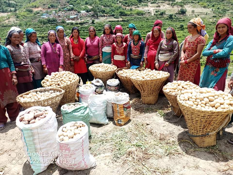 जुम्लाको अर्गानिक तरकारी संकलन गरिँदै 