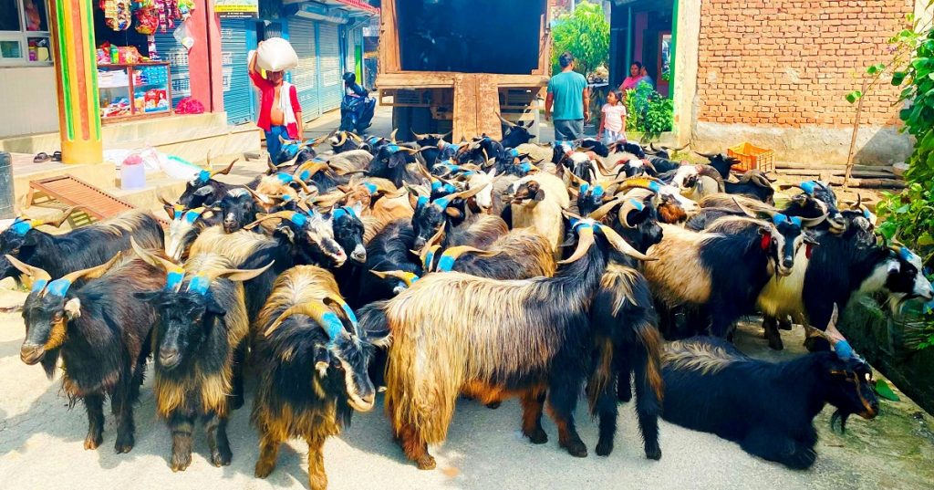 पोखरामा भेँडाच्यांग्राका हुलः रोज्जालाई ५० हजार, छोड्डाको ३० हजार