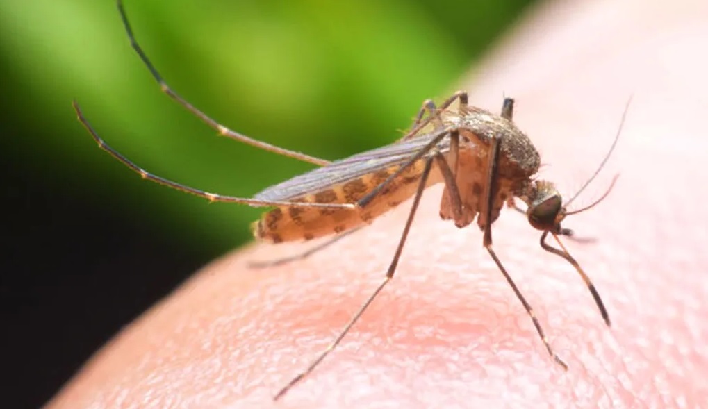 डेंगुका बिरामी ३० लाख नाघे