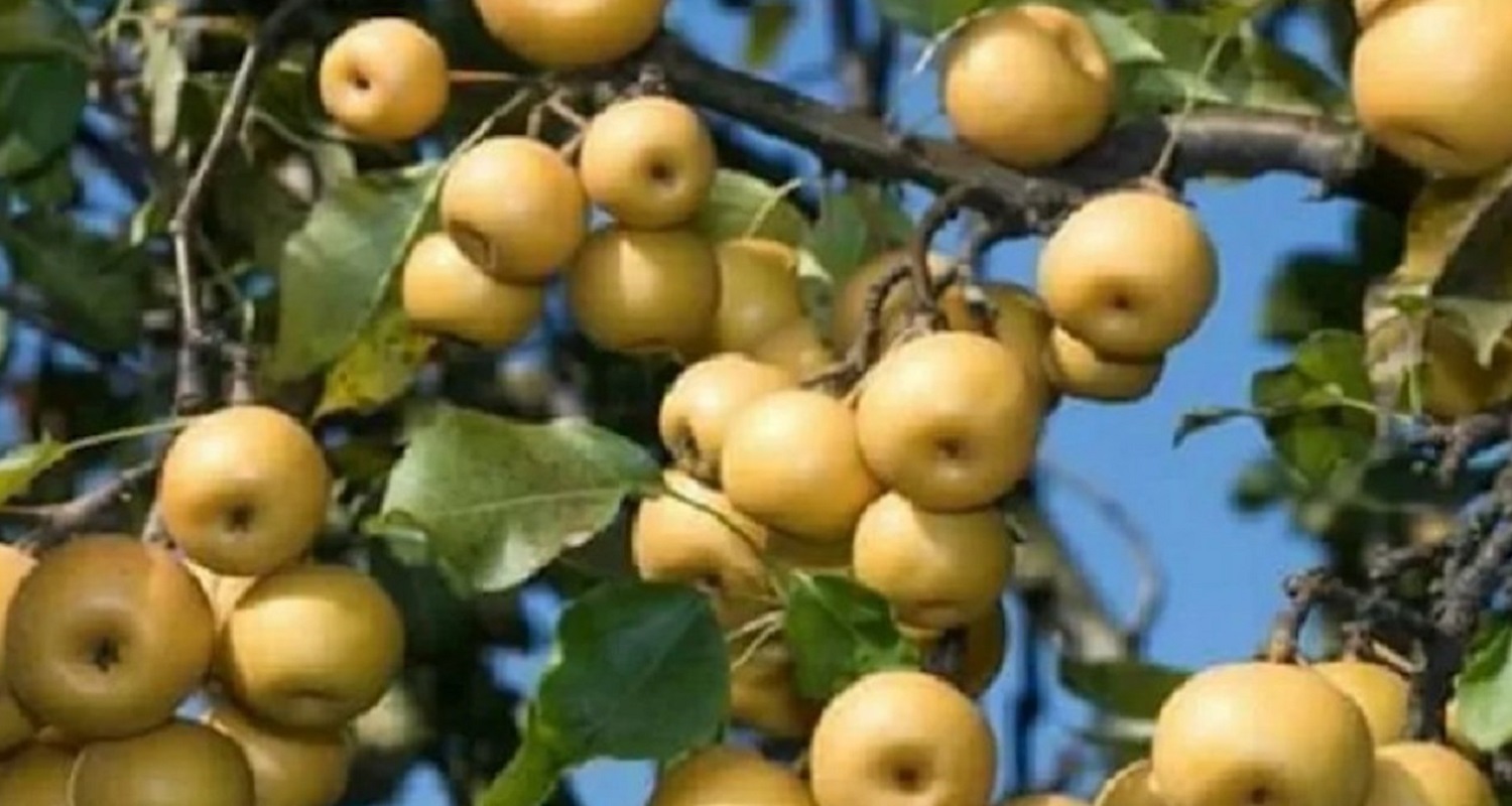 सिन्धुलीकाे नास्पातीले राम्रो मूल्य पाएपछि किसान खुशी