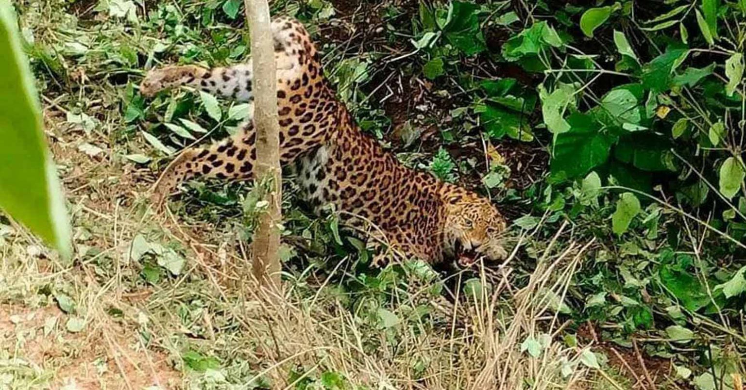 चितुवाको आक्रमणबाट आठ वर्षीय बालकको मृत्यु