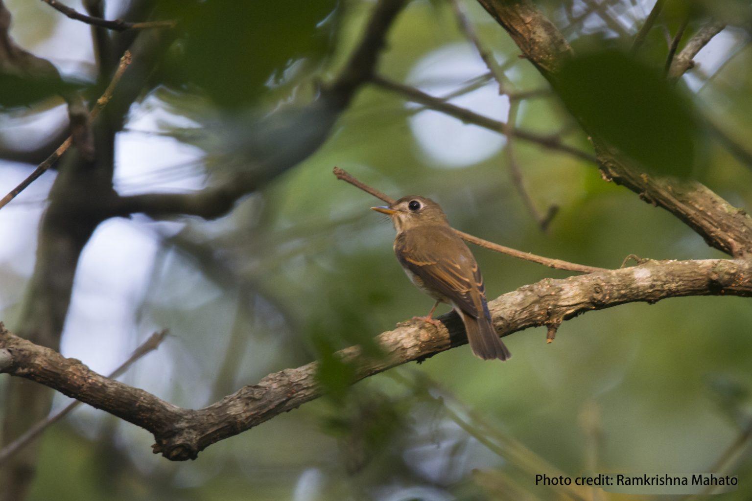 आजदेखि चरा गणना सुरु