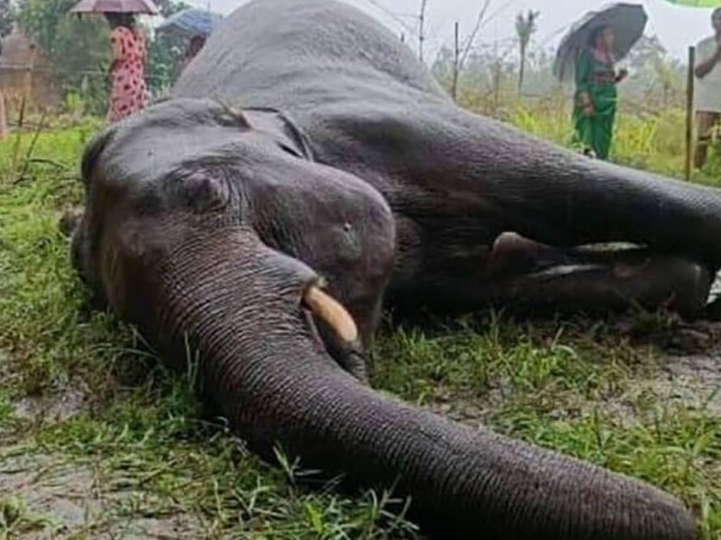 झापामा पोथी हात्ती मृत फेला