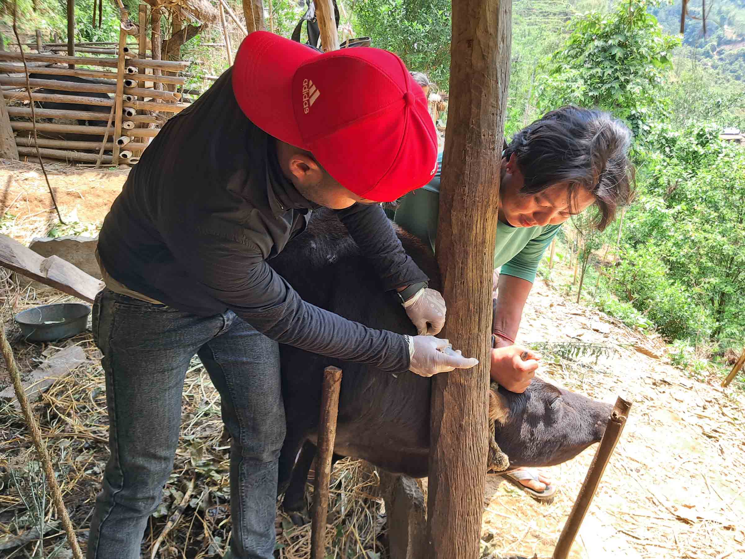 महामारीले गोरु मर्दा किसानको रुवाबासी