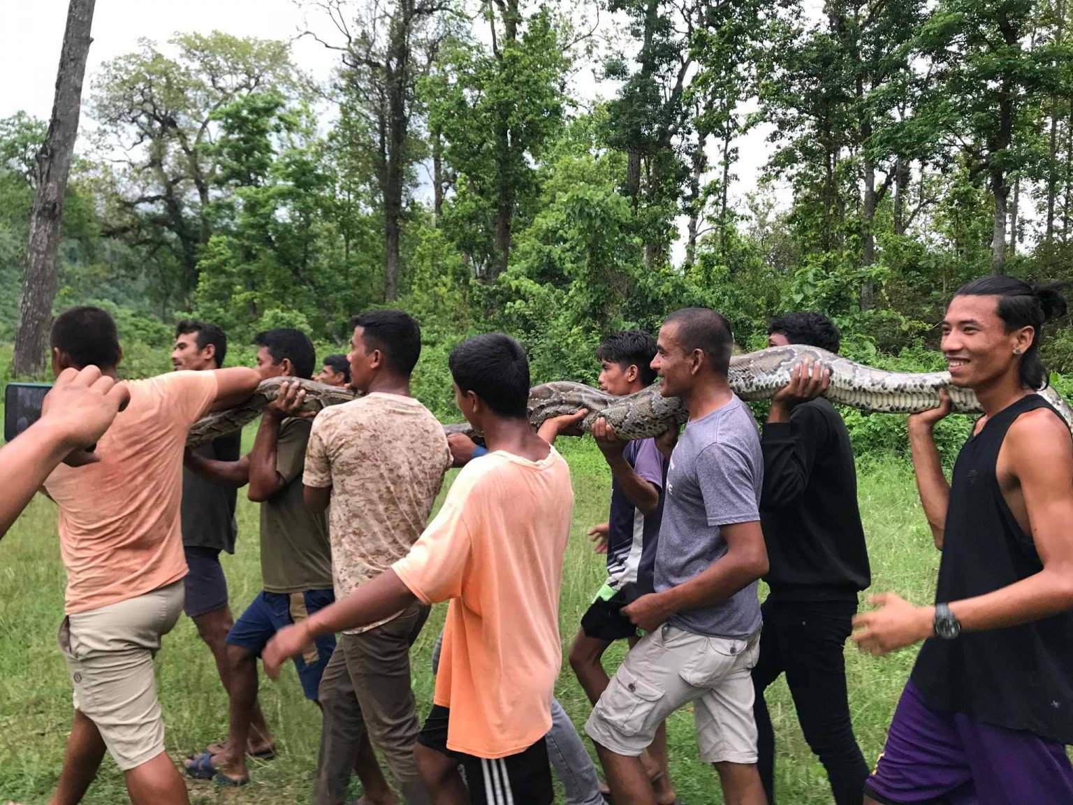 लामिटारमा भेटिएको ३३ केजीको अजिङ्गर निकुञ्जमा छाडियो