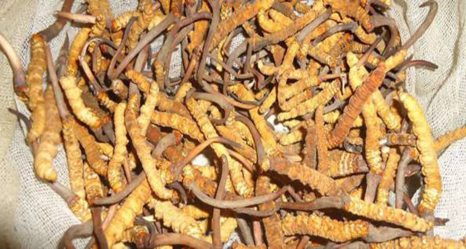 नेपालबाट एक वर्षमा २३ करोडको यार्सागुम्बा र १ अर्ब बढीको अम्रिसो निर्यात