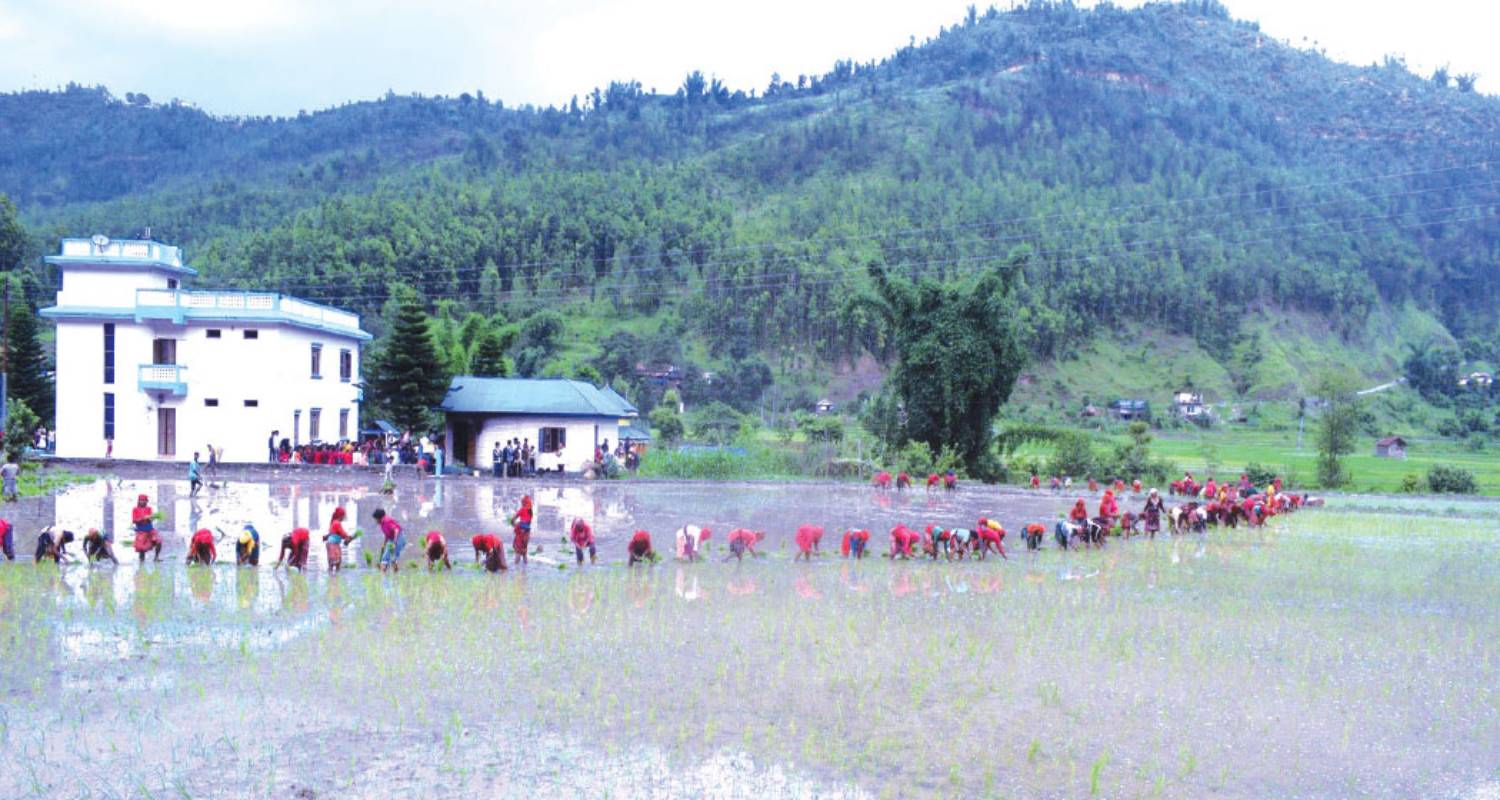 देशभर धान रोपाइँमा सुस्तता: गत वर्षभन्दा १२ प्रतिशतले कमी, सुदूरपश्चिम अगाडि