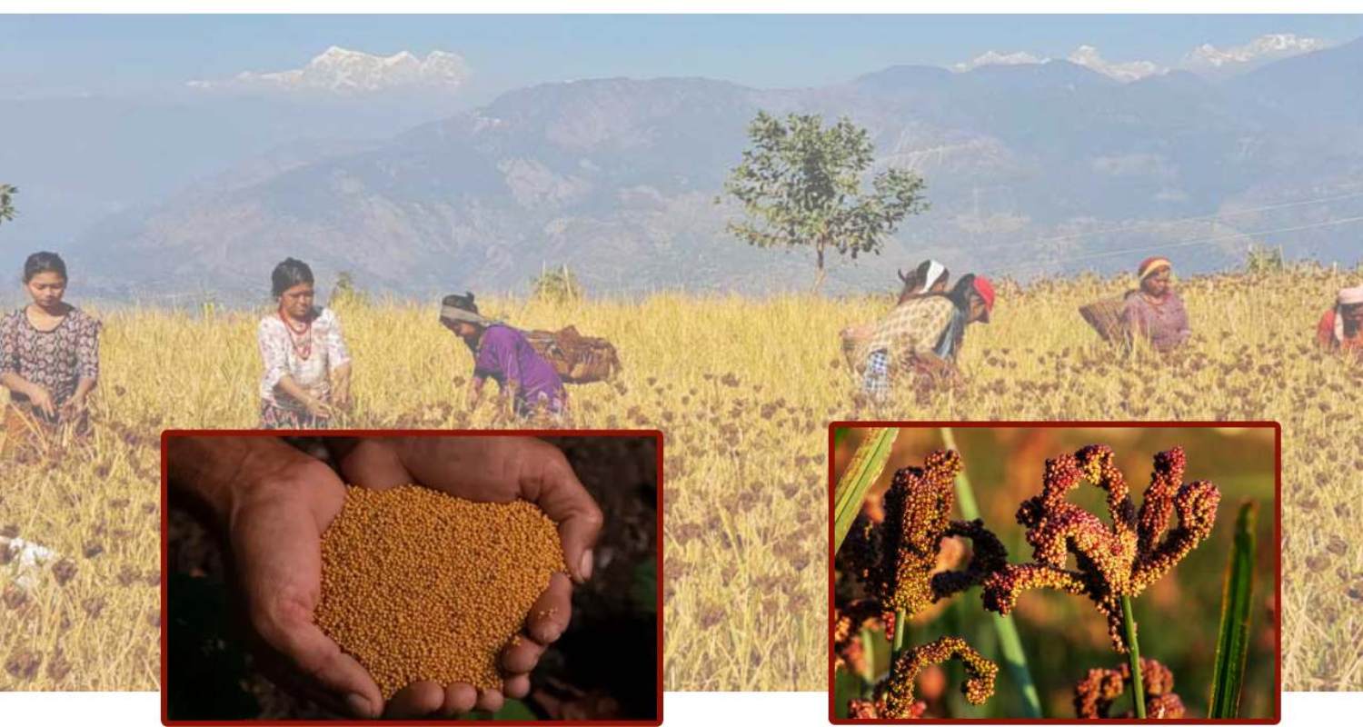 ‘राष्ट्रिय कोदो दिवस’ को सुरुवात, कोदोको महत्त्व बढ्दै