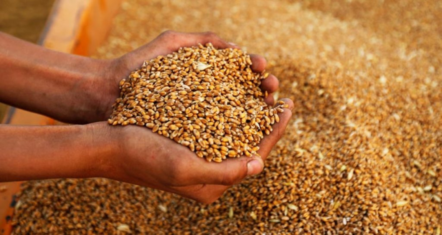 ४० हजार टन गहुँ आयात गर्न सरकारले थाल्यो प्रक्रिया