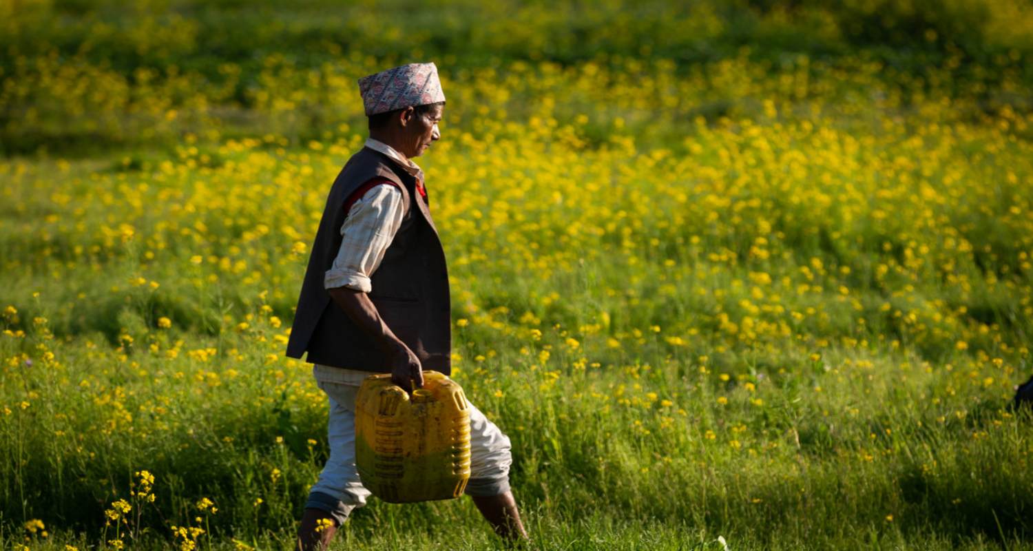 नेपालबाट भारतमा तोरी तेल निर्यातमा कीर्तिमानी वृद्धि, पिनाको मूल्य भने घट्दै