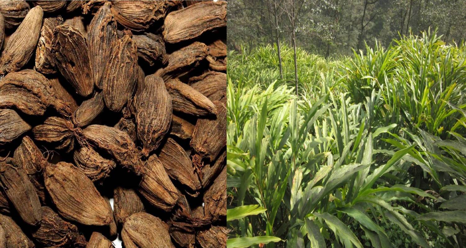 किसानलाई फेरि मर्का: ‘कालो सुन’ अलैँचीको भाउ घट्यो