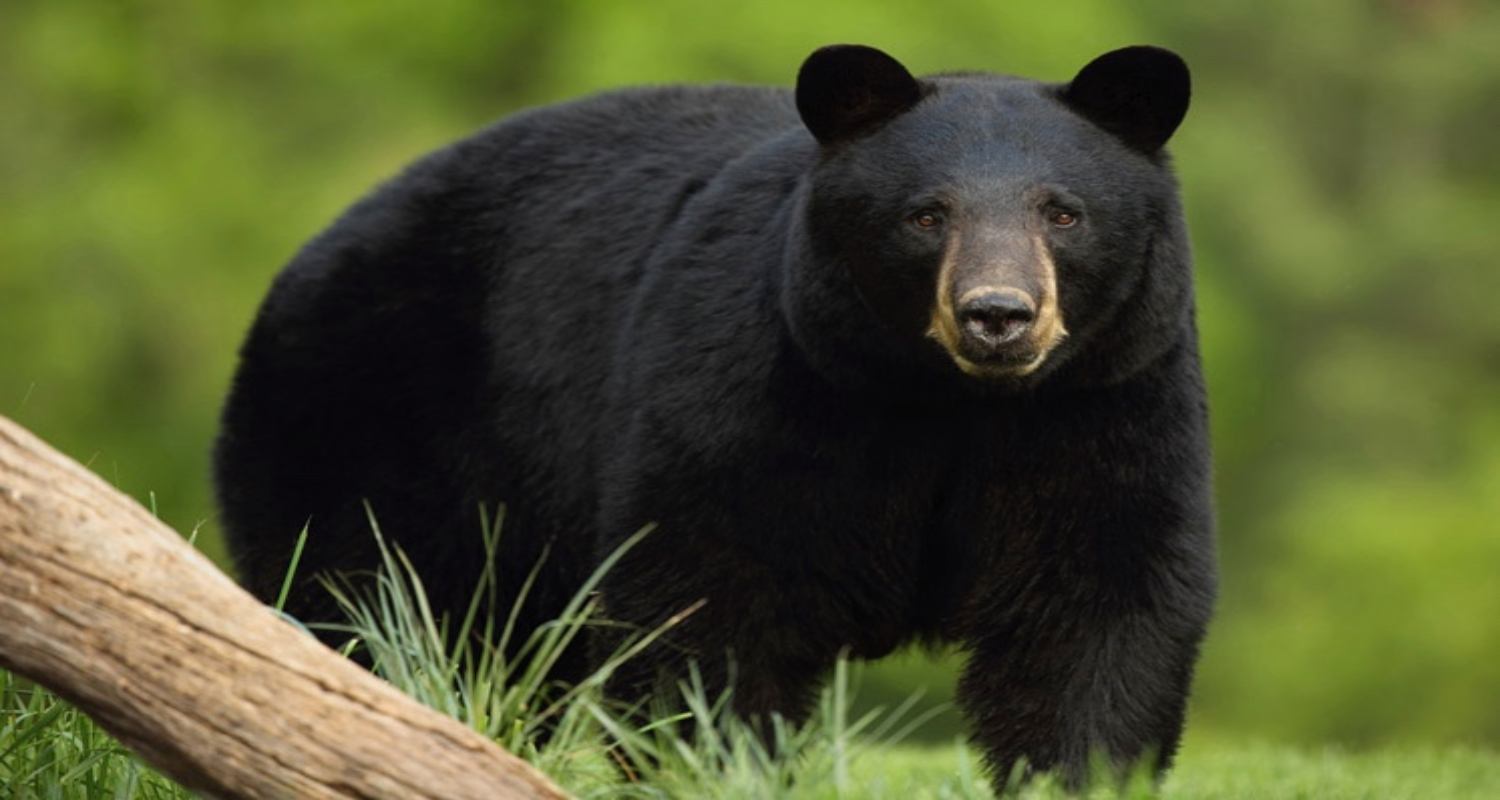 भालु आतंक: जापानमा आक्रमणबाट मृत्युको नयाँ रेकर्ड