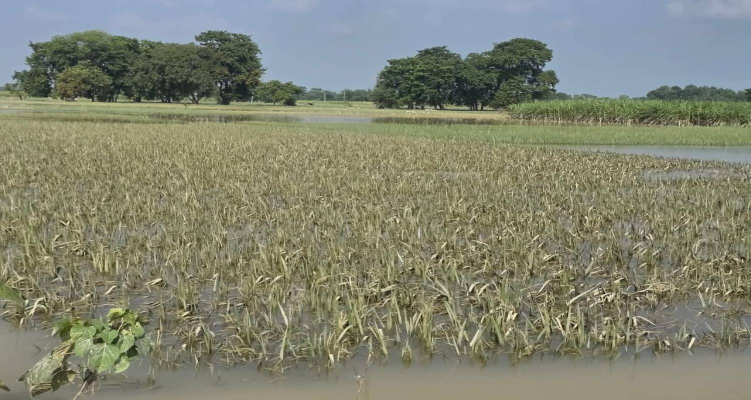 वर्षा र हावाहुरीका कारण १५ प्रतिशत धान बालीमा क्षति