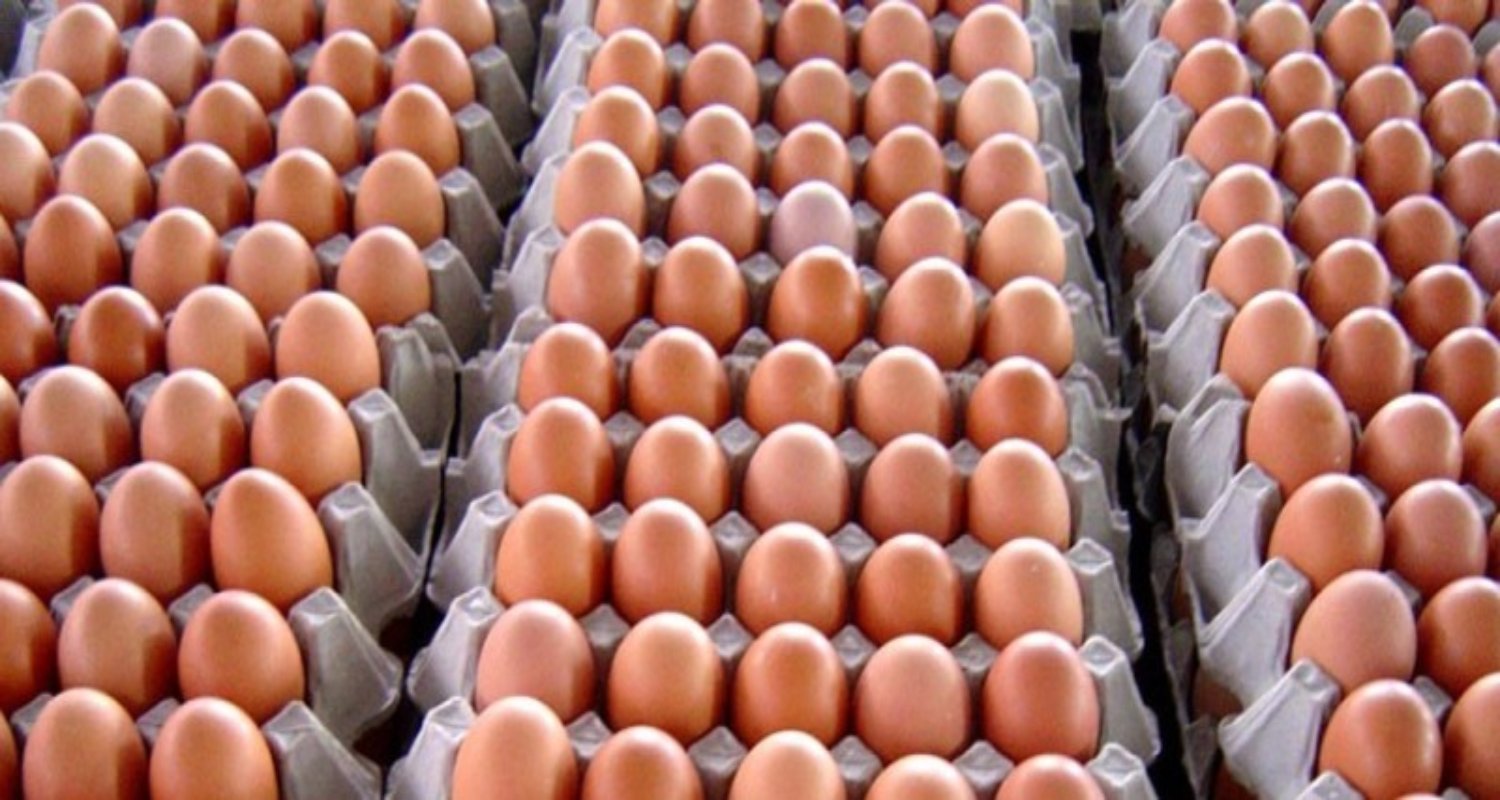 अण्डा किसानलाई राहत: अवैध आयात रोकिएपछि मूल्य बढ्यो, लागत उठाउन सहज