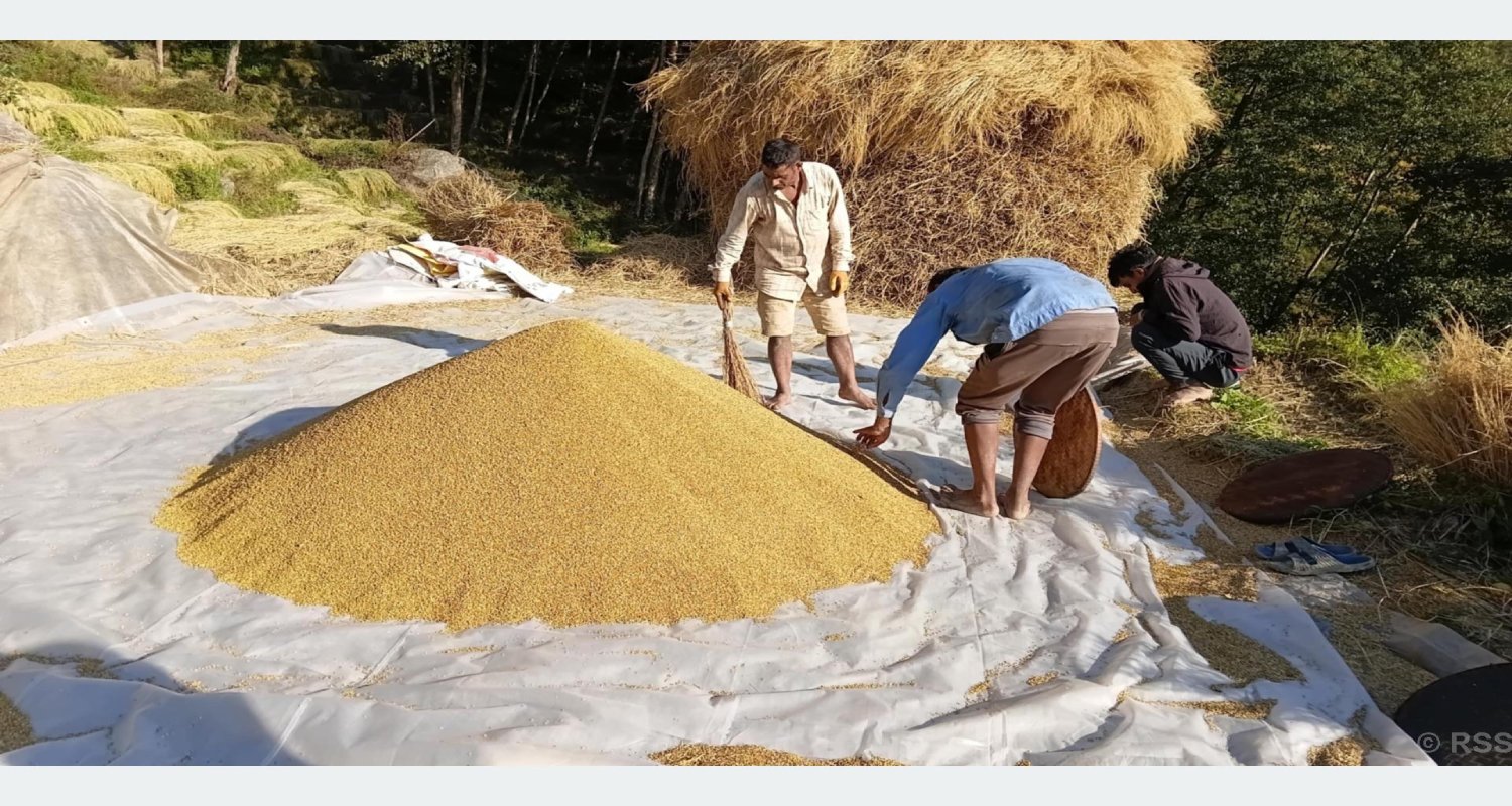 भोजपुरमा समयअनुकूल वर्षा नहुँदा धान उत्पादन घट्यो
