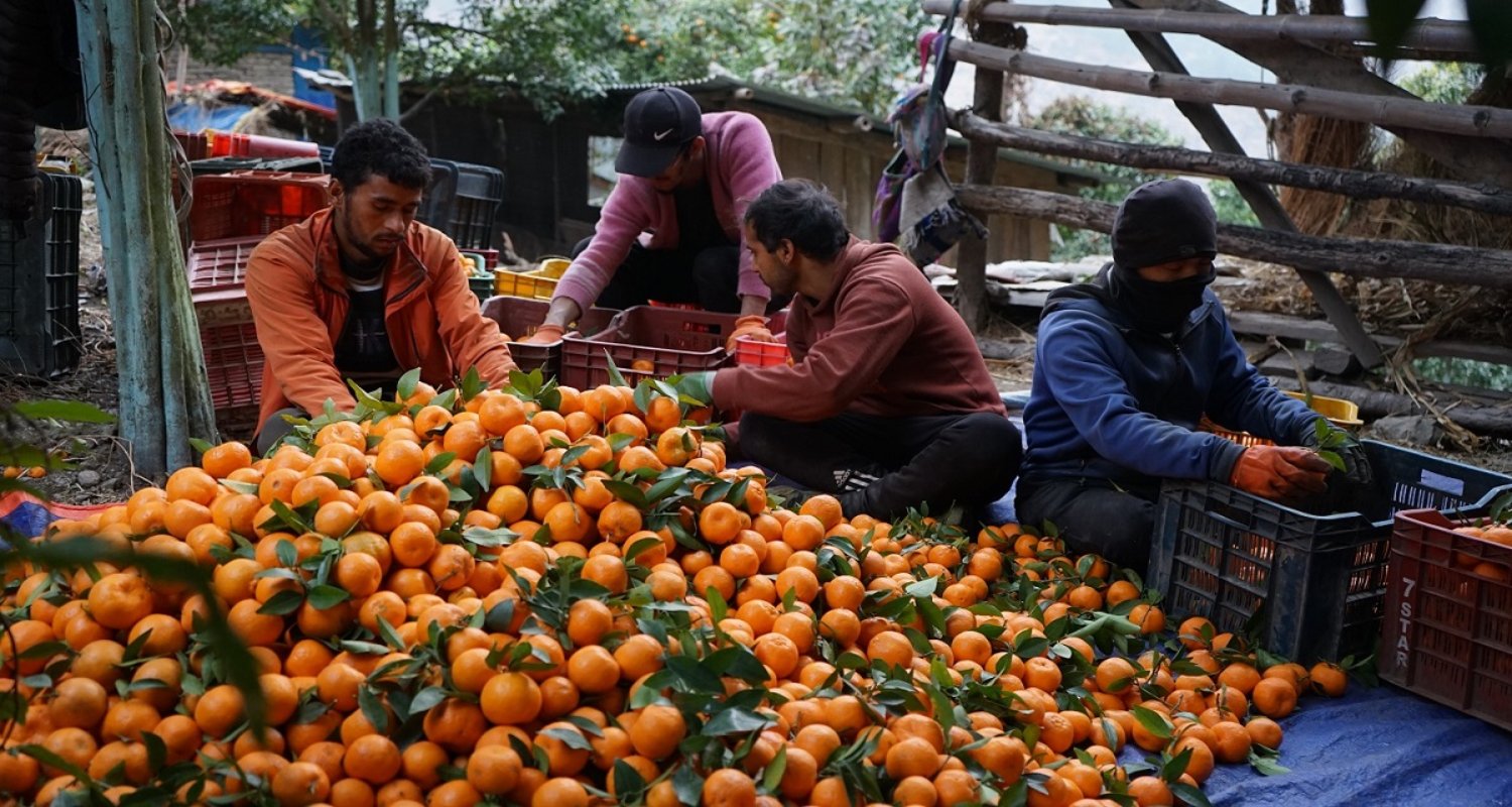 सुन्तलाले फकाएको दोसल्ले: गाउँमै समृद्धिको स्वाद
