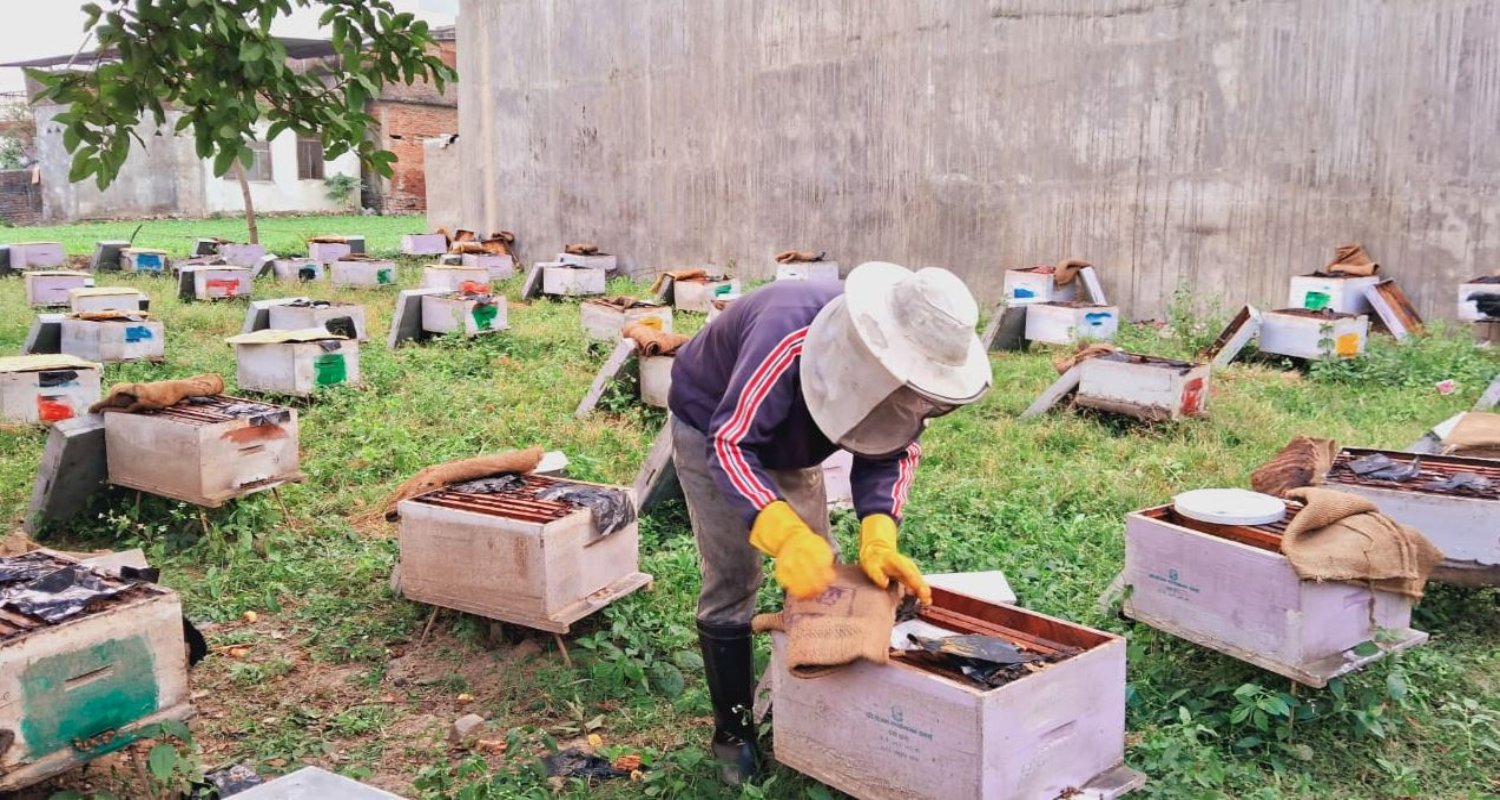 पोखरामा मौरीपालन व्यवसाय फस्टाइरहेको छ