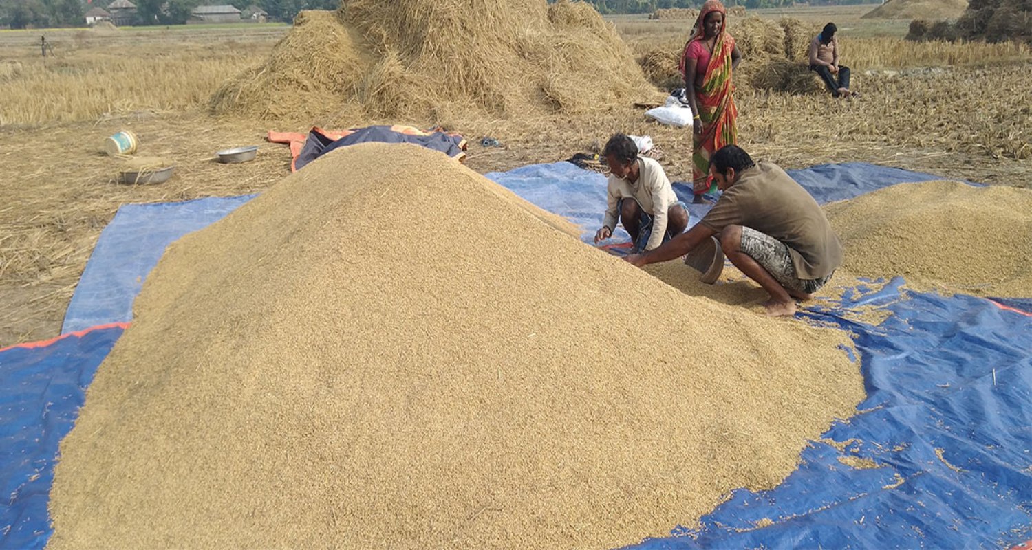 धान खेतीमा सुधारका लागि नयाँ अवसर